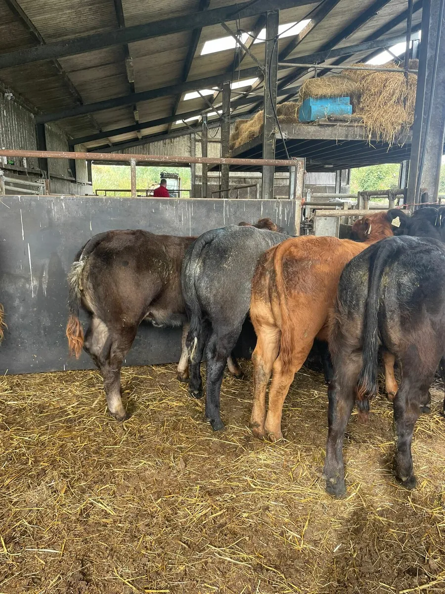 ***🐮🐮Show weanlings castlerea mart 11th - Image 1