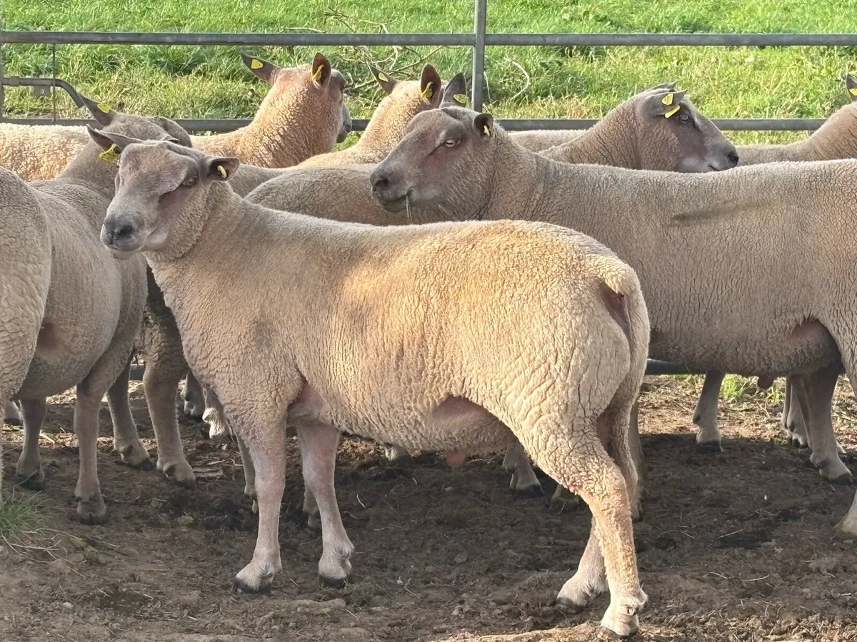 Charollais hogget rams - Image 1