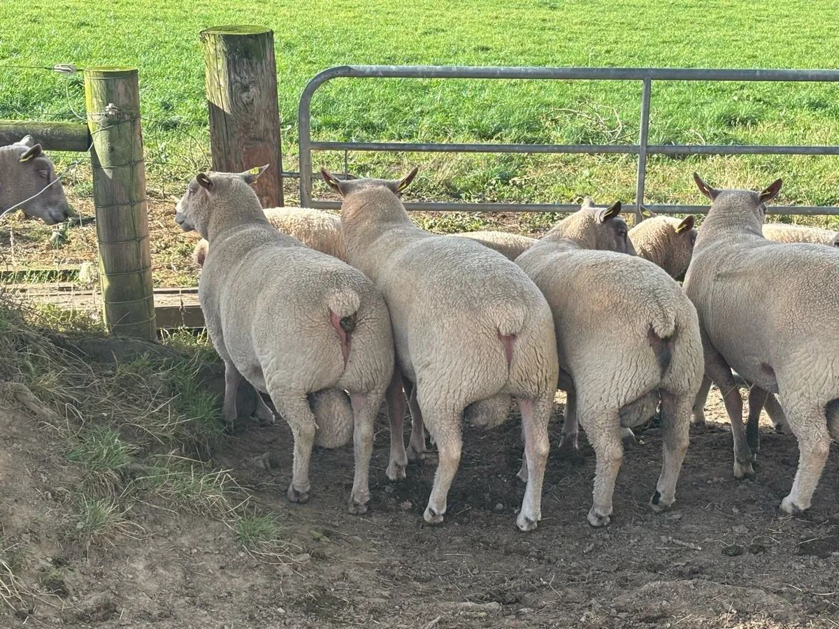 Charollais hogget rams - Image 2