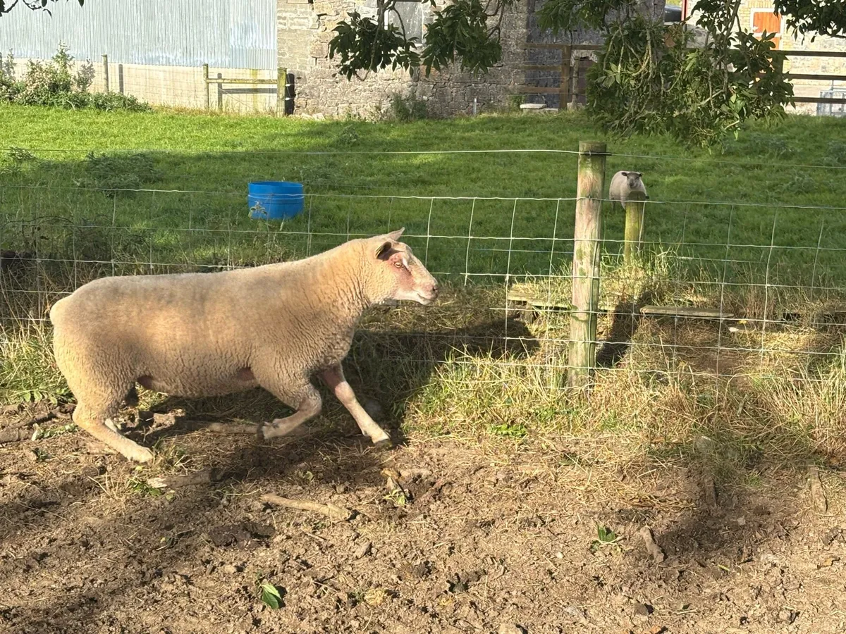 Charollais hogget rams - Image 3