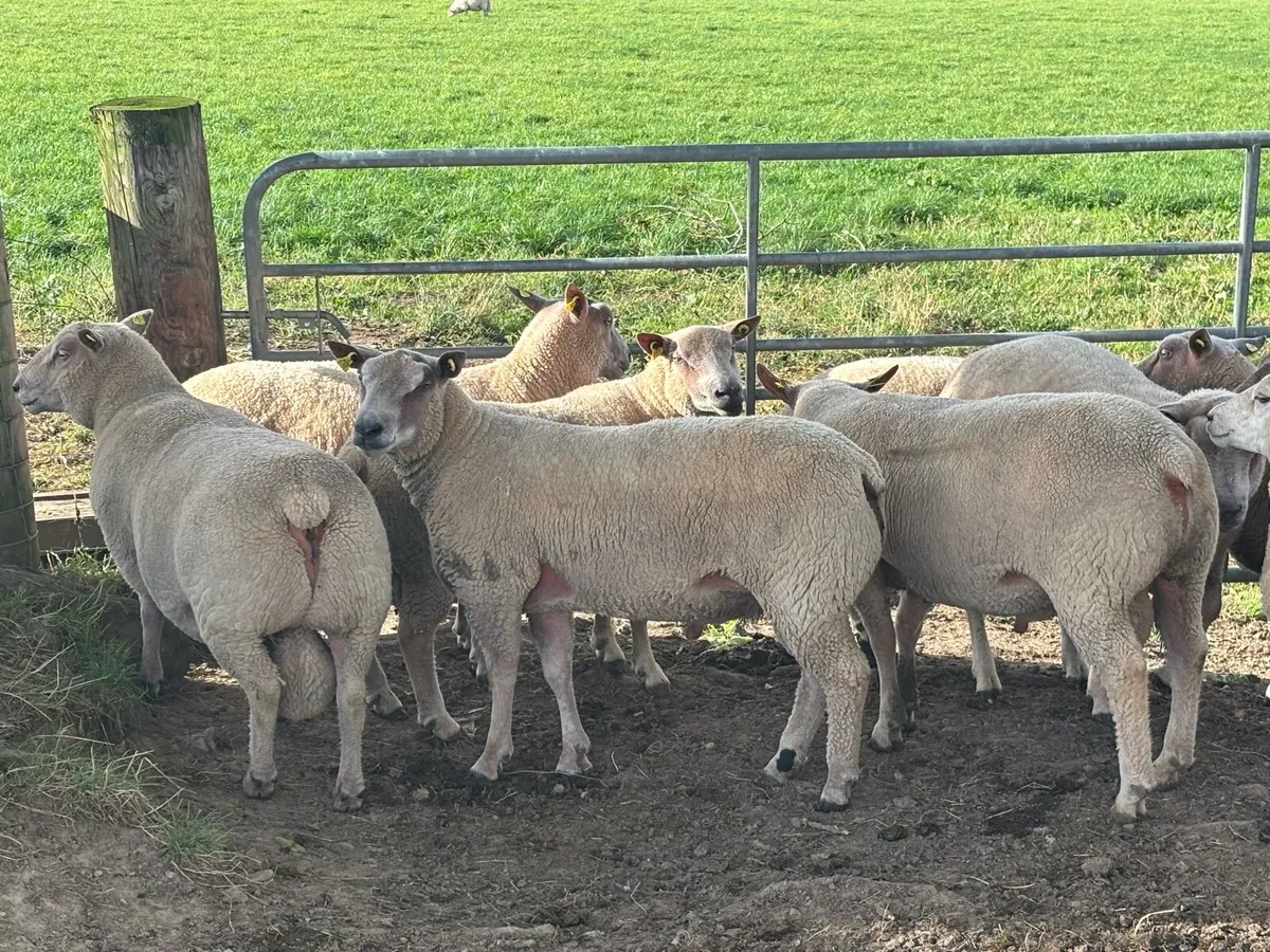 Charollais hogget rams - Image 4