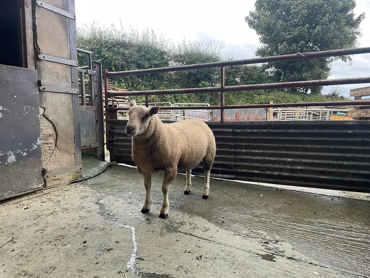 Chartex Ram lamb - Image 1