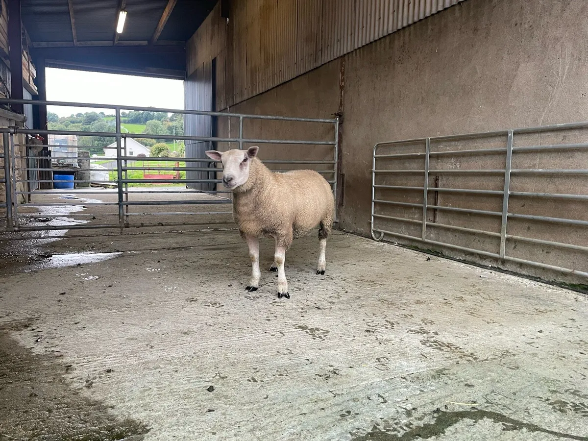 Chartex Ram lamb - Image 2