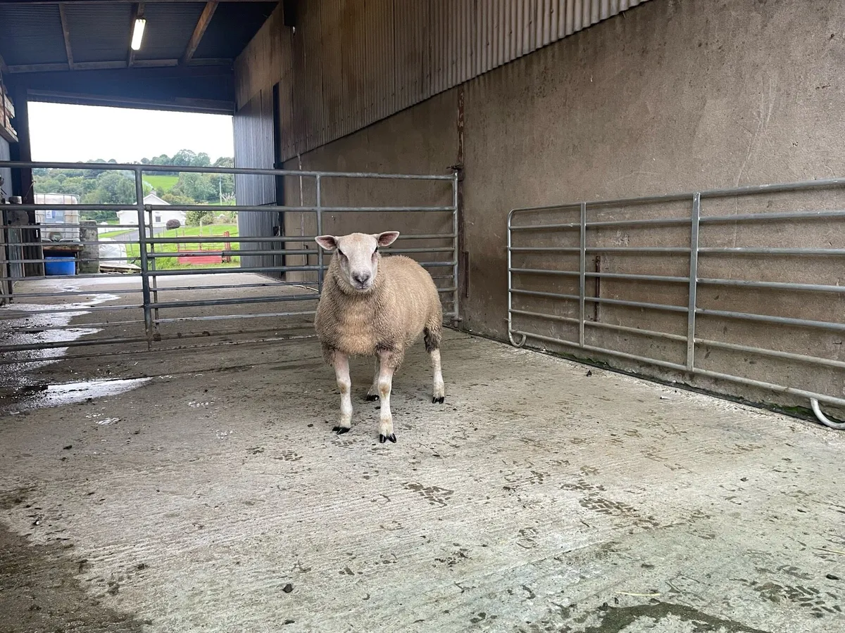 Chartex Ram lamb - Image 4