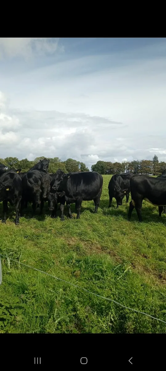 Beef Cattle - Image 1