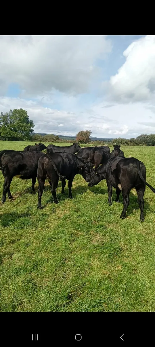 Beef Cattle - Image 2