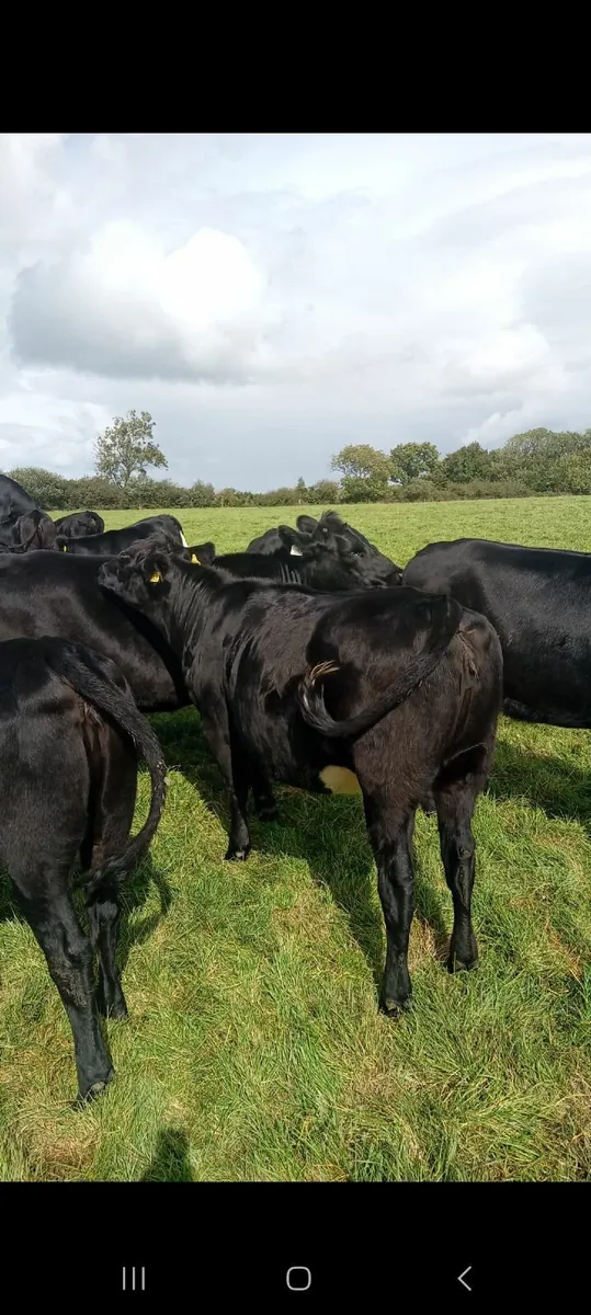 Beef Cattle - Image 3