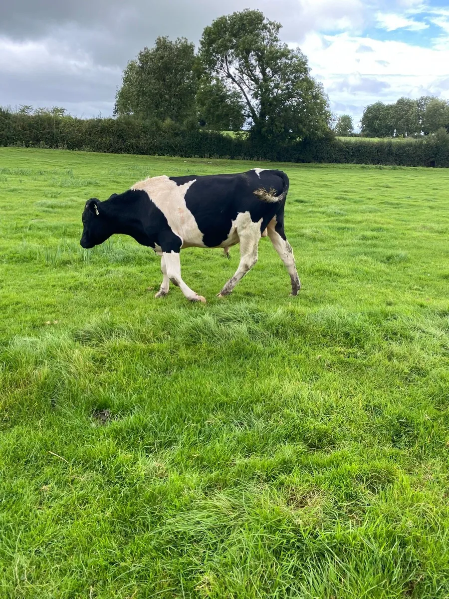 Teaser bull - Image 3