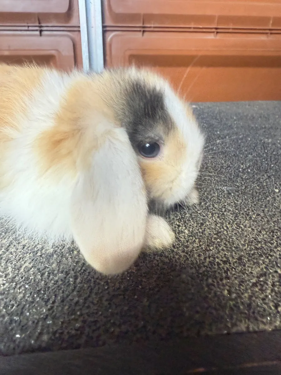lop-eared rabbit - Image 1
