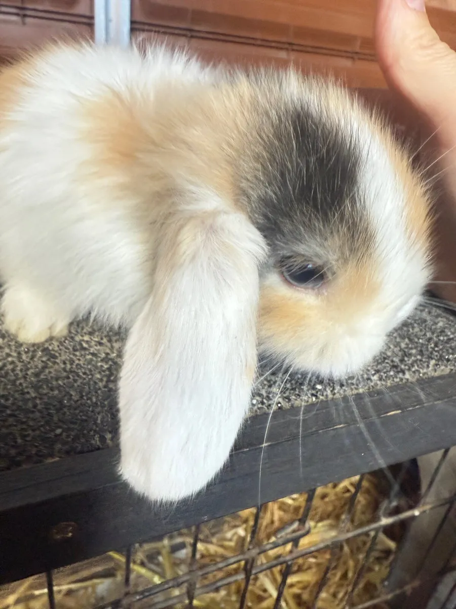 lop-eared rabbit - Image 2