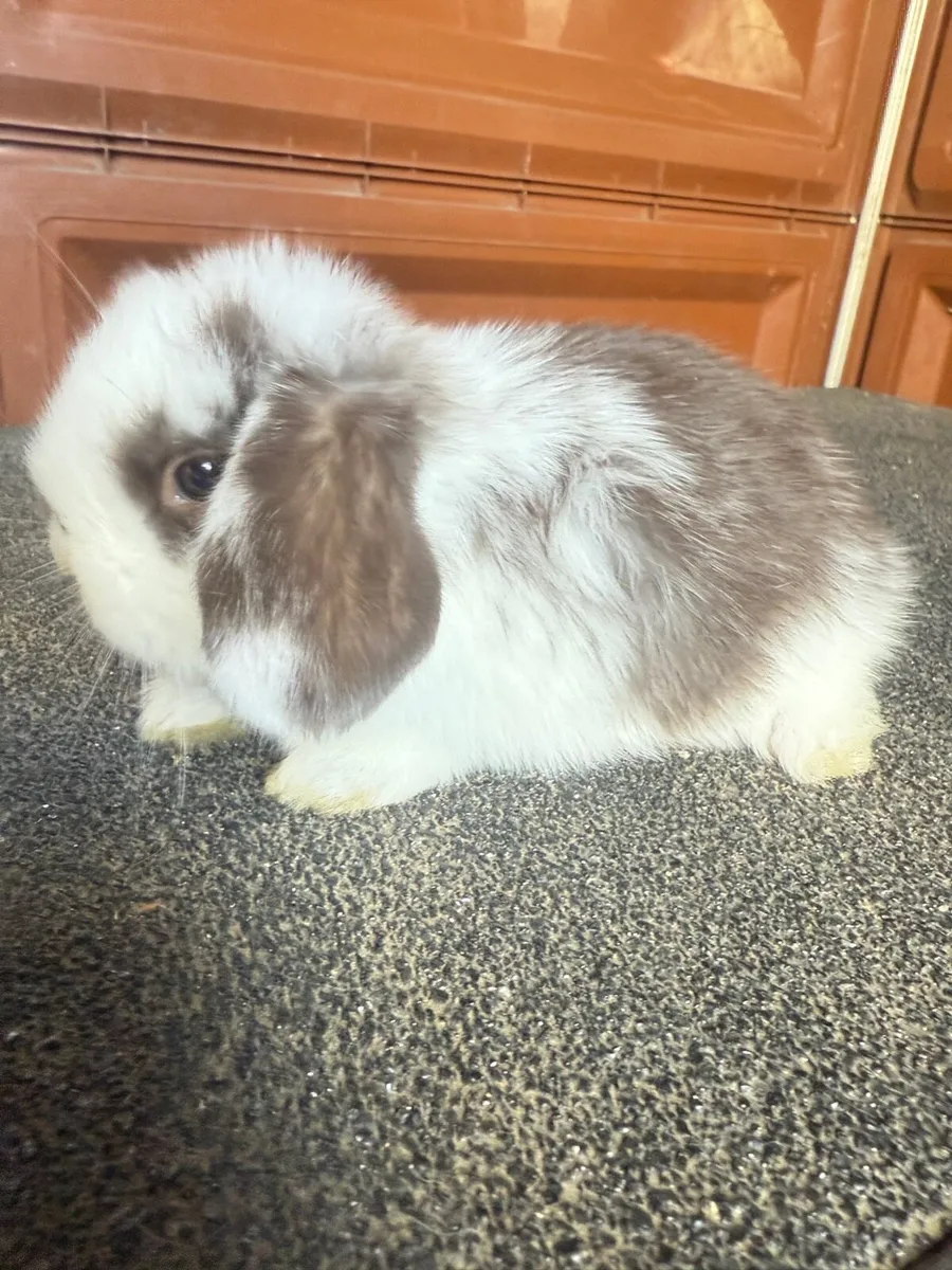 lop-eared rabbit - Image 3