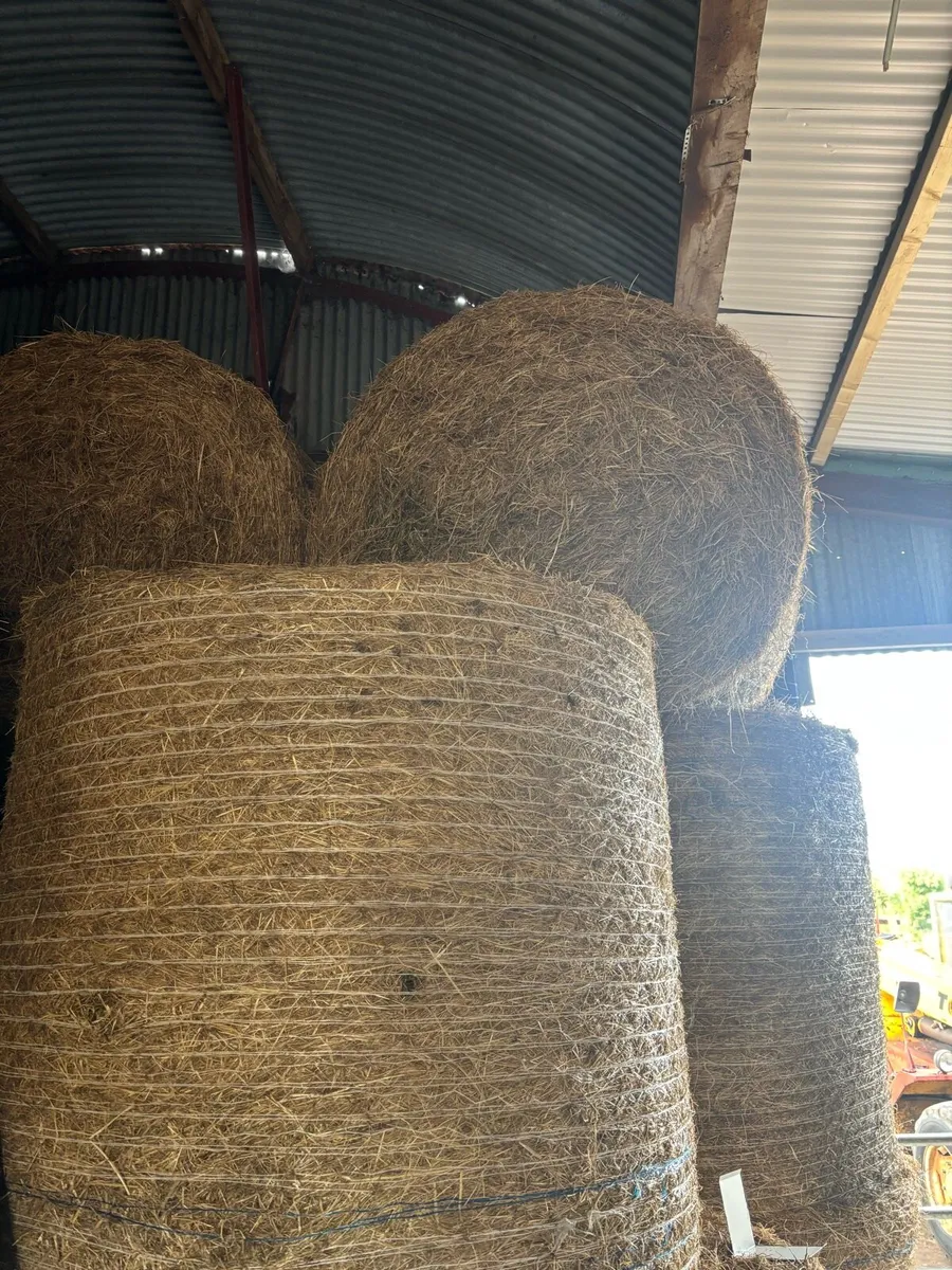 Hay - Image 1