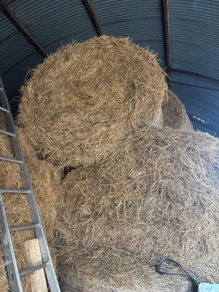 Hay - Image 2