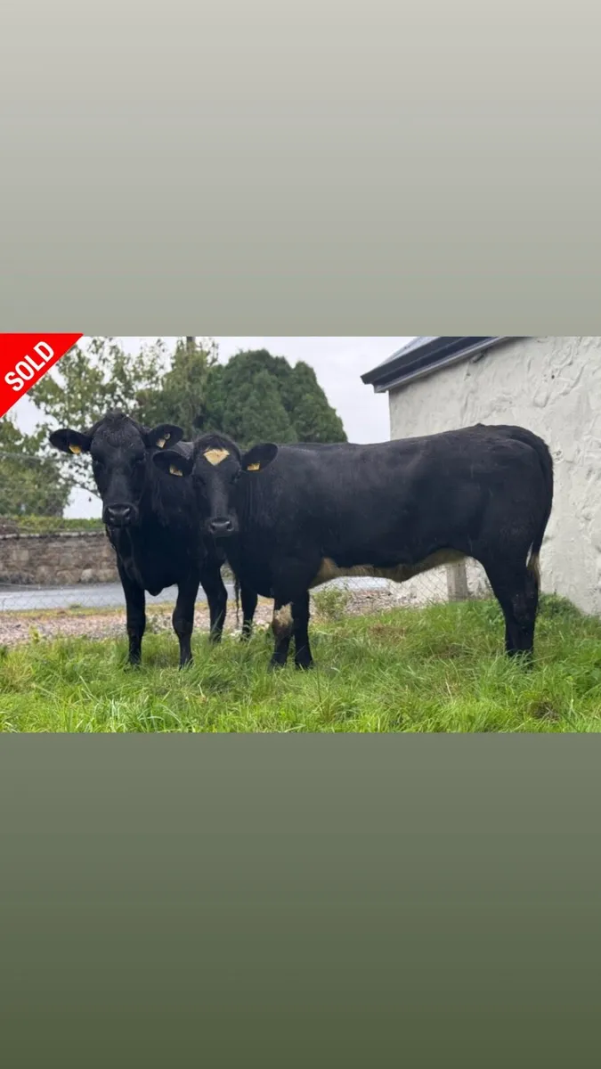 ⭐️2 Smashing Shorthorn/Angus Heifers⭐️ - Image 1