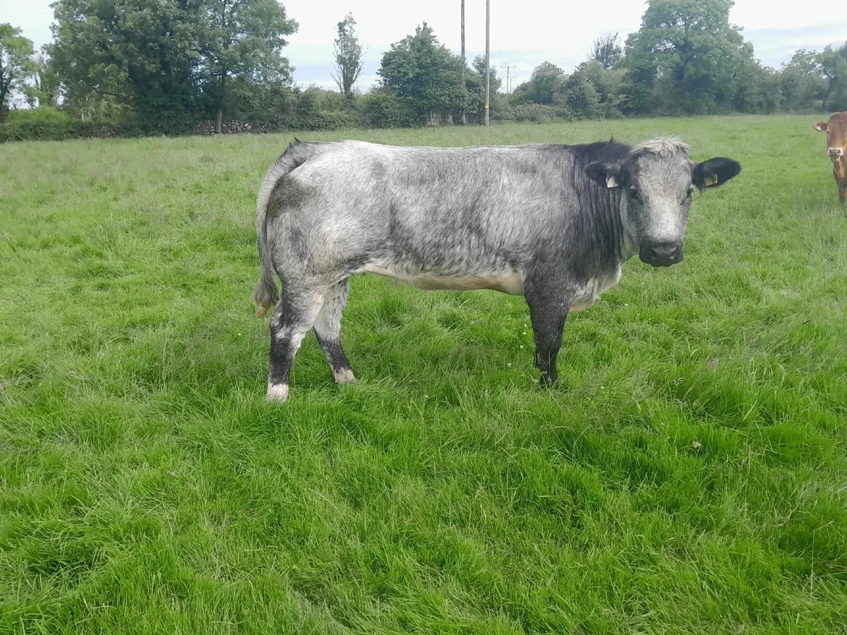 Belgian Blue Breeding Heifer - Image 1
