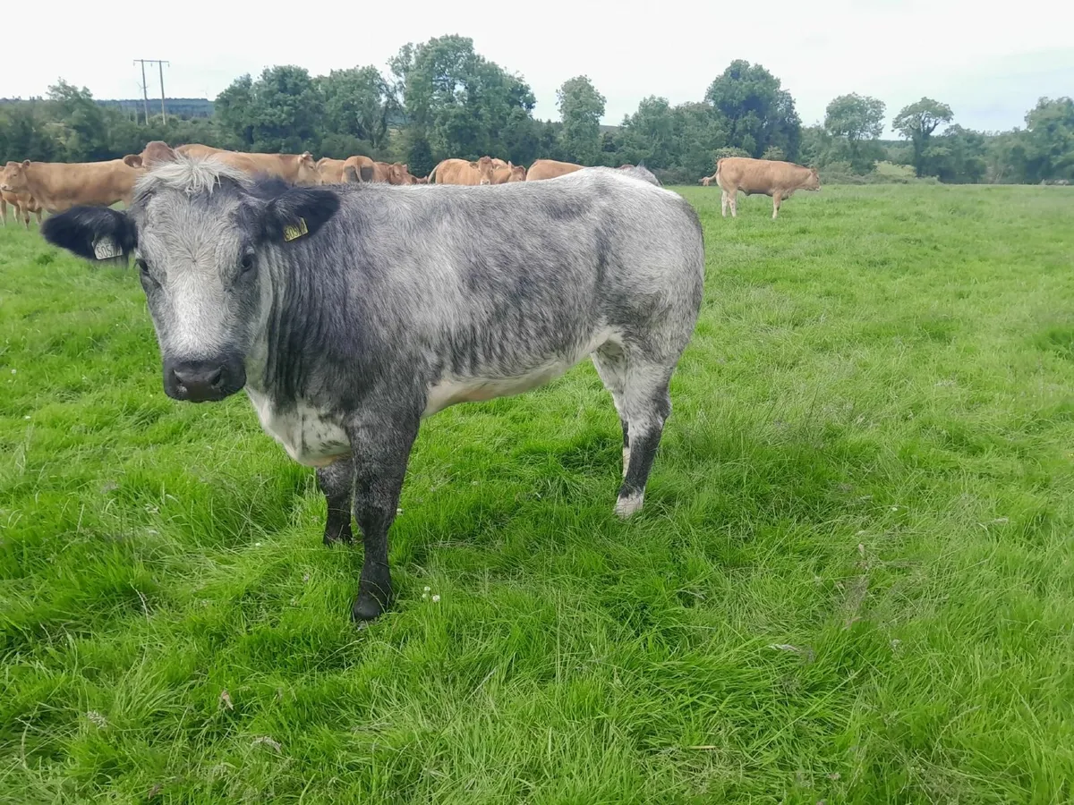 Belgian Blue Breeding Heifer - Image 2