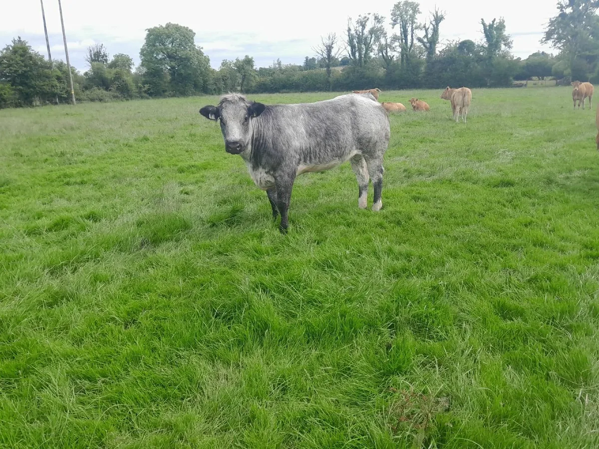 Belgian Blue Breeding Heifer - Image 4