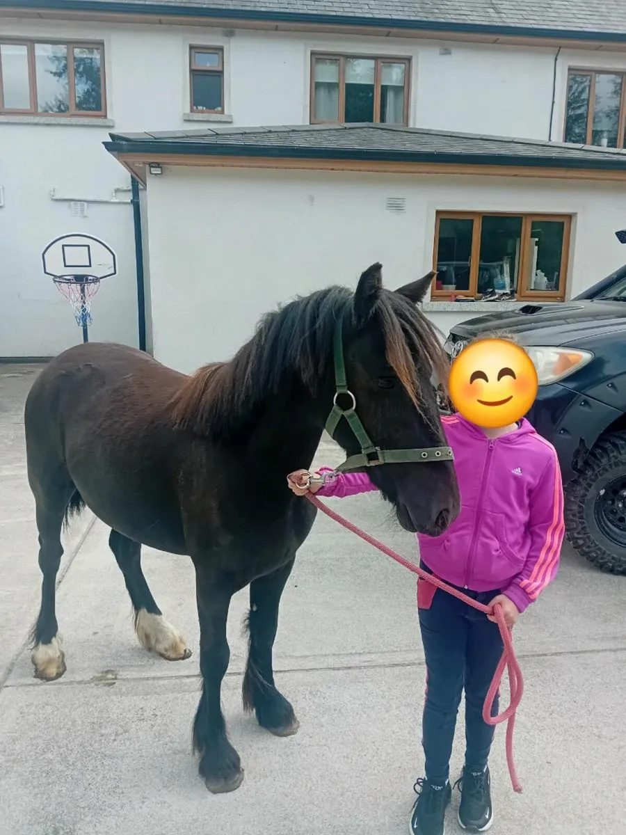 12 hh Pony - Image 1