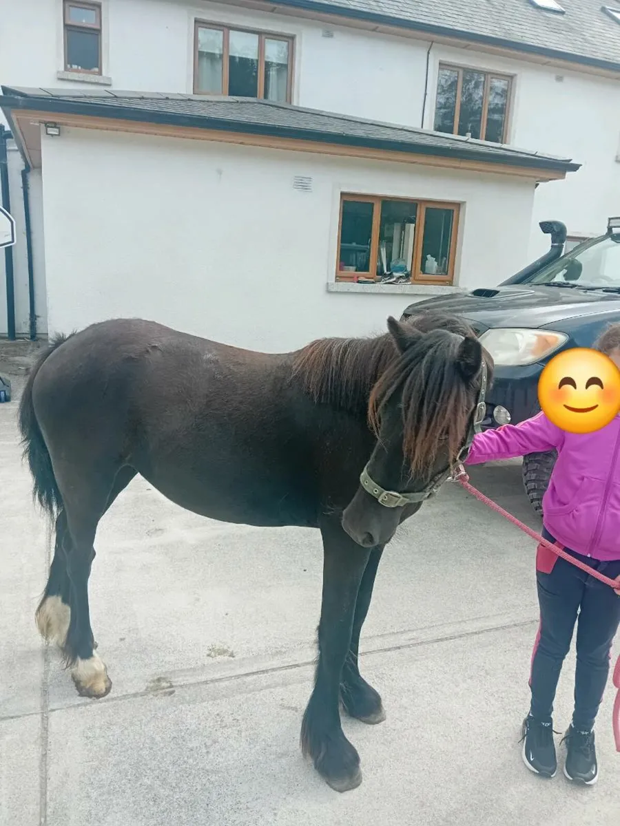 12 hh Pony - Image 2