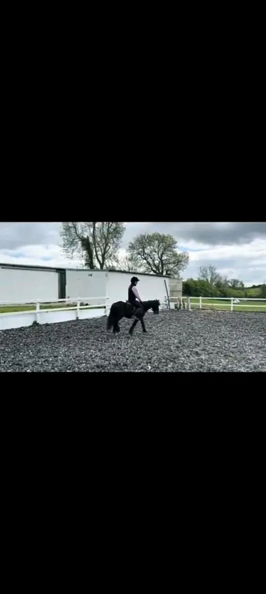 12 hh Pony - Image 3