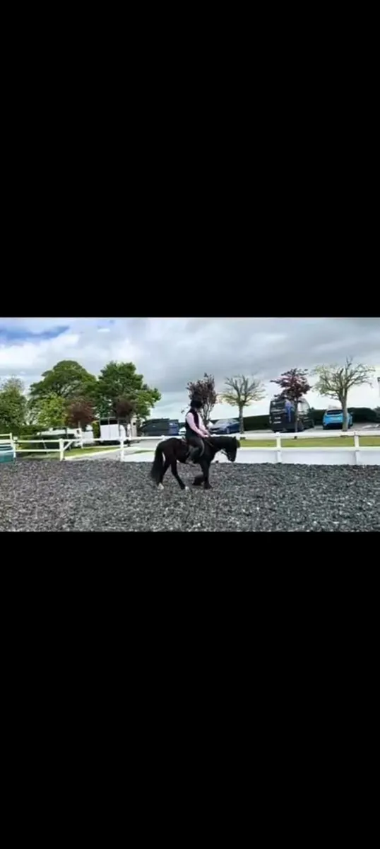12 hh Pony - Image 4