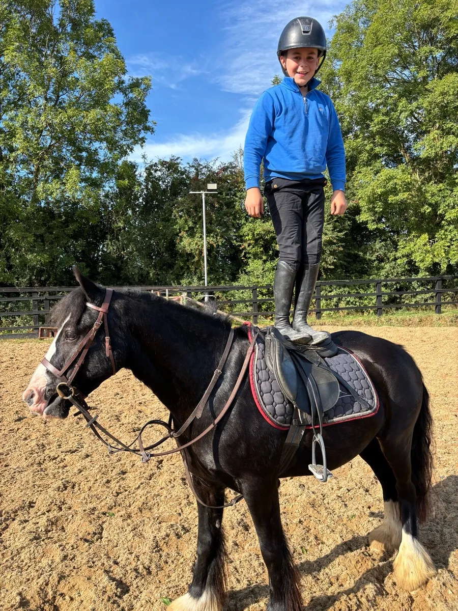 12.2 Pony - Image 1