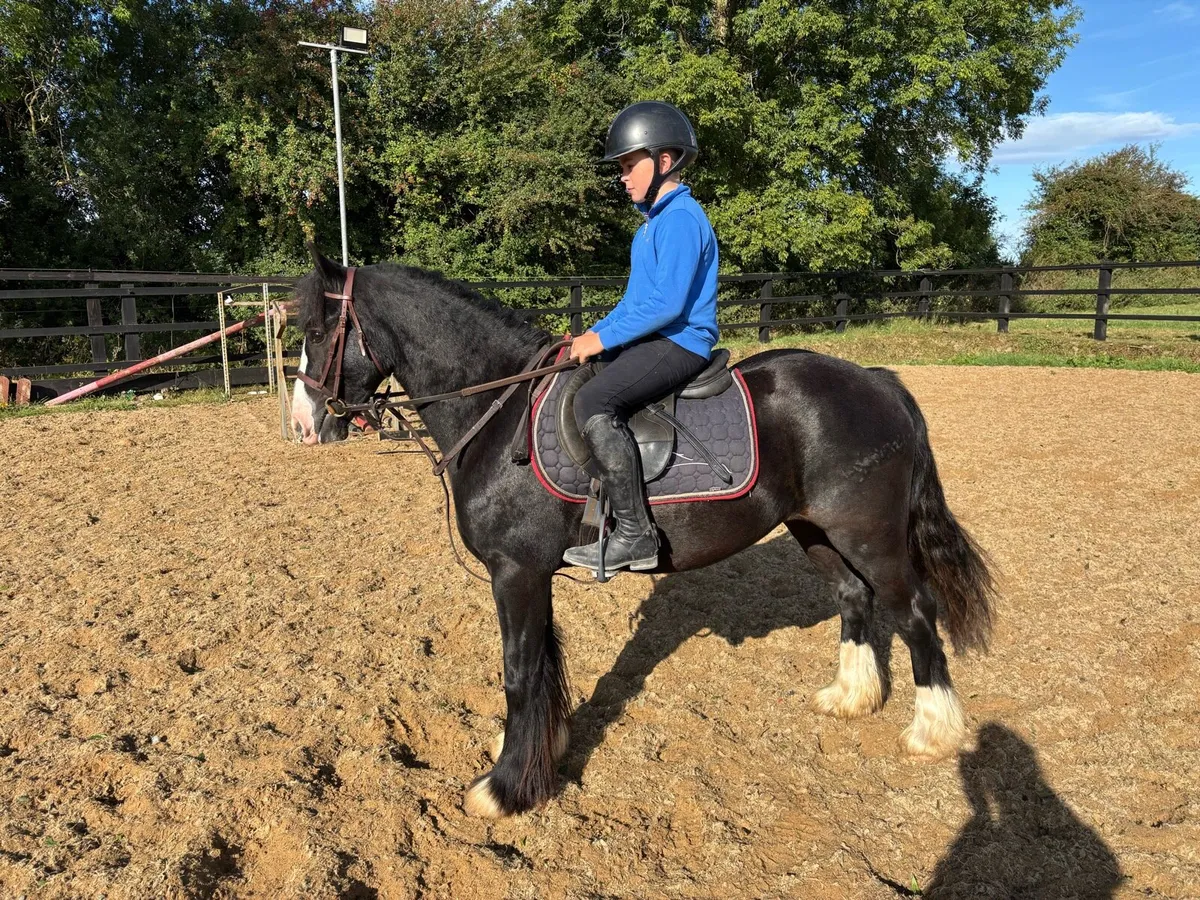 12.2 Pony - Image 2