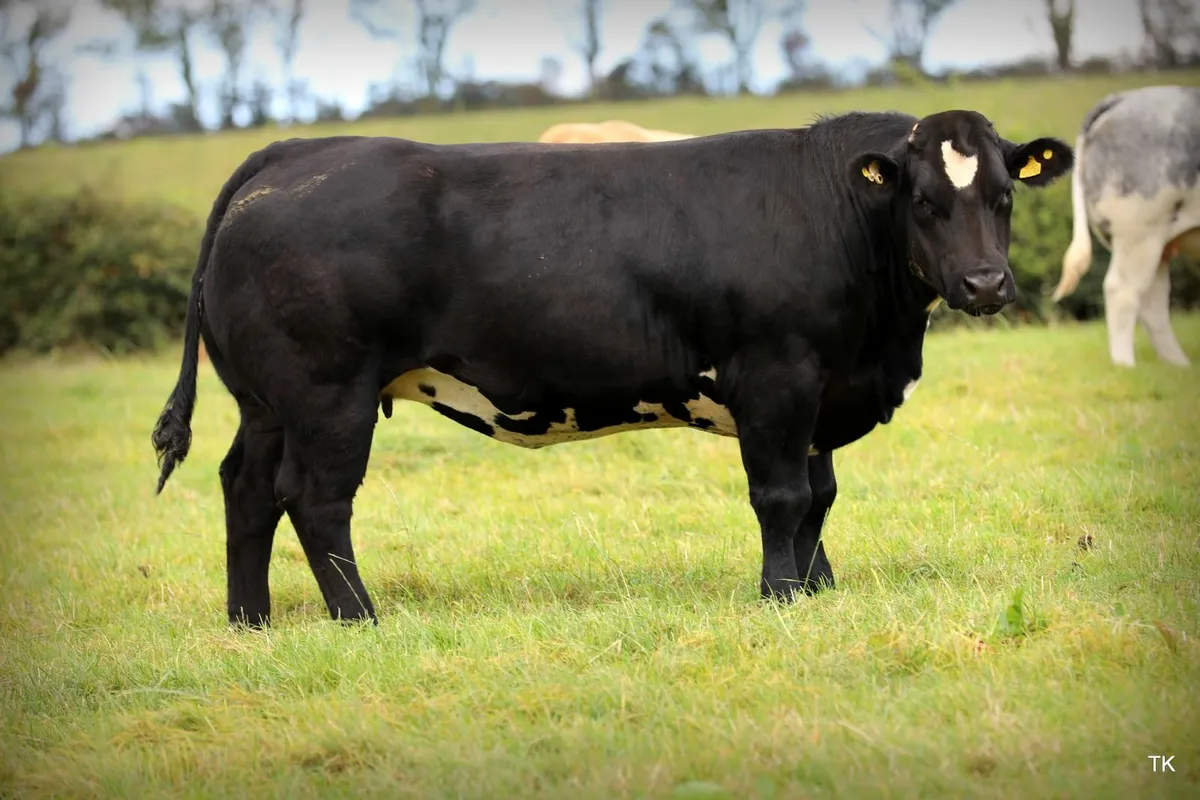 Herbie's Calved & In-Calf Heifer Sale - Image 1