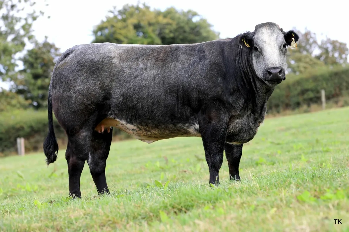 Herbie's Calved & In-Calf Heifer Sale - Image 4