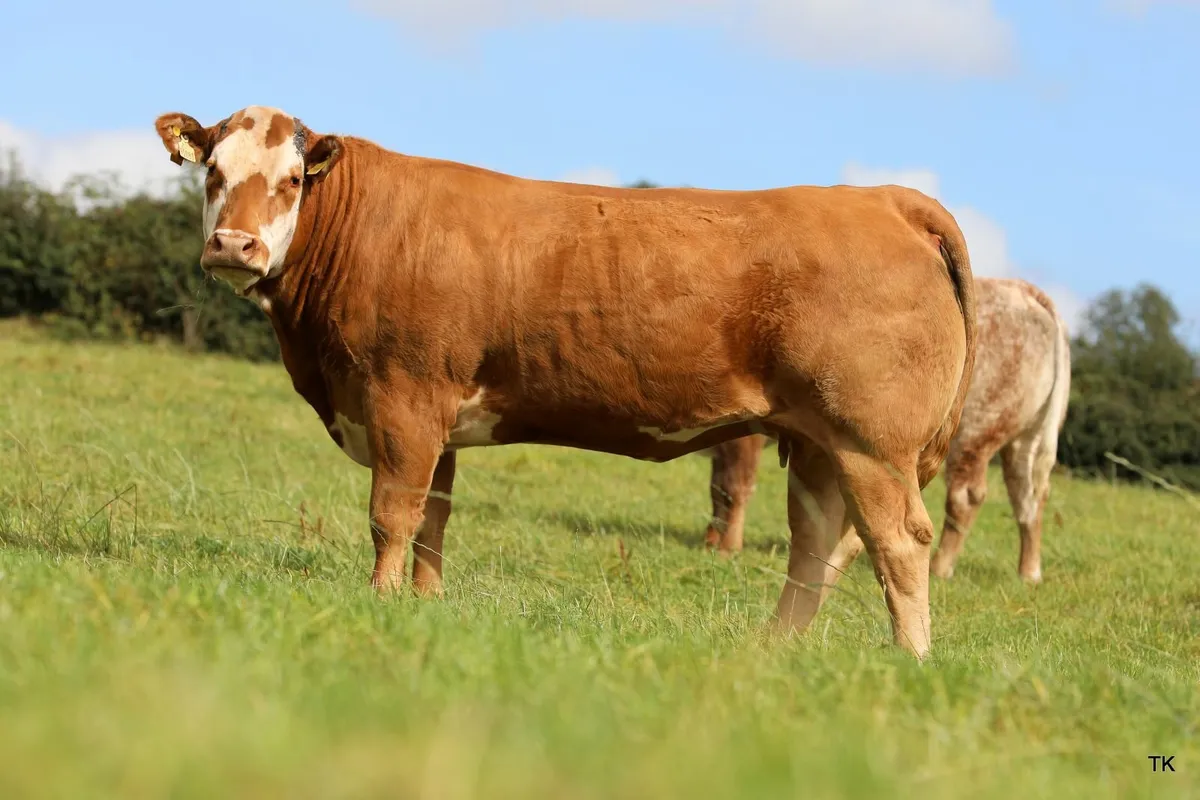 Herbie's Calved & In-Calf Heifer Sale - Image 3