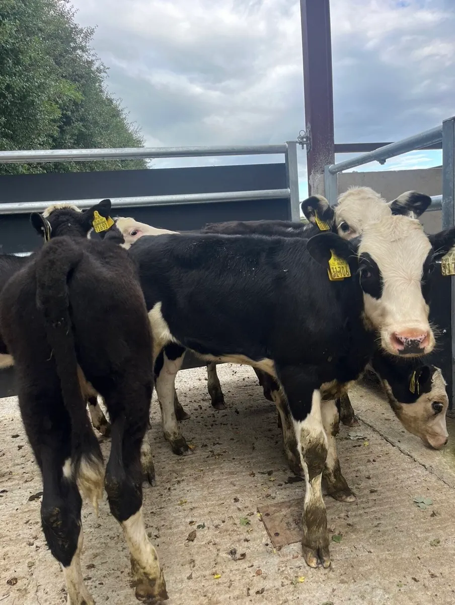 5 super Hereford heifers for sale - Image 2