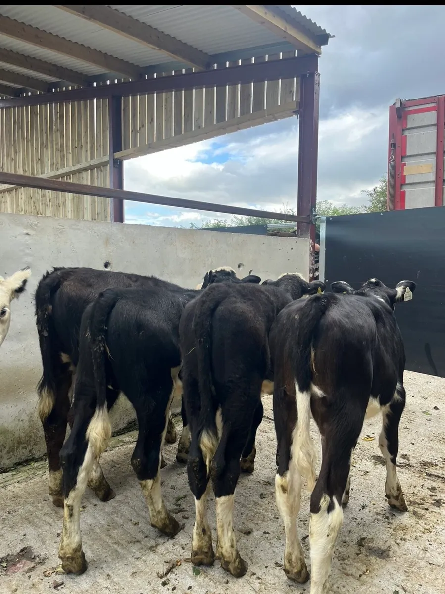 5 super Hereford heifers for sale - Image 4