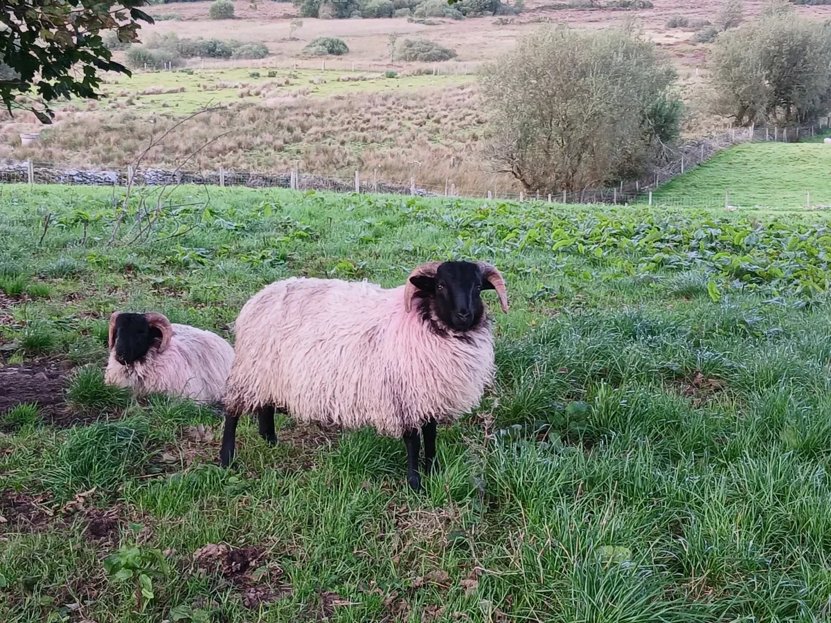 Blackface mountain Ram Lambs - Image 4