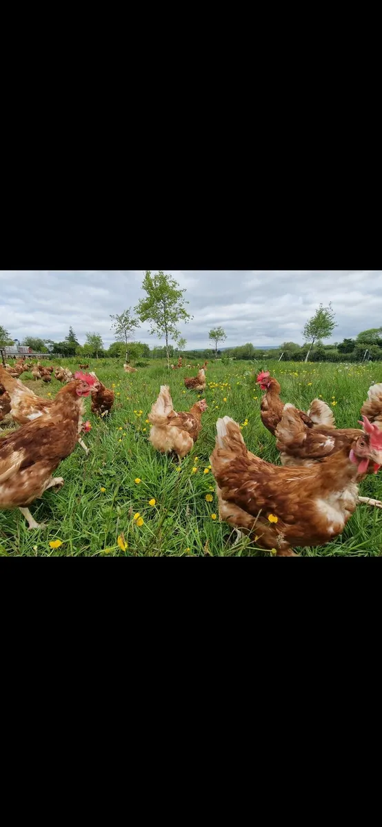 Hens - Image 1