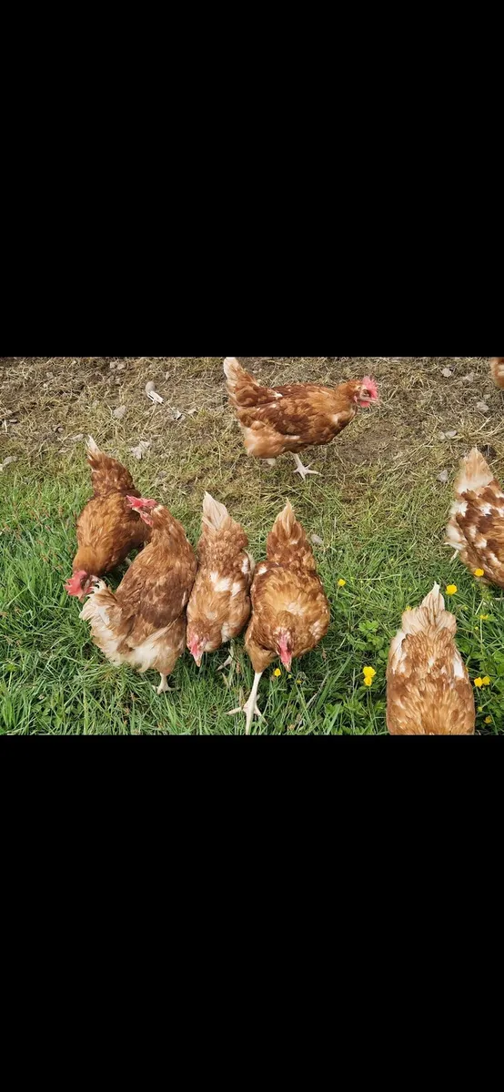 Hens - Image 2