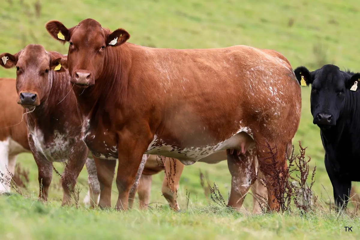 Herbie's Calved & In-Calf Heifer Sale - Image 2