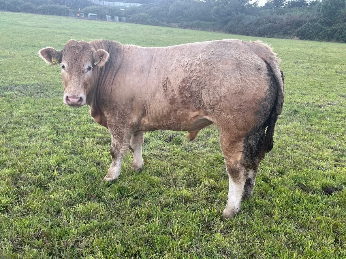 Bullocks Enniscorthy Mart Tuesday 9th September - Image 1