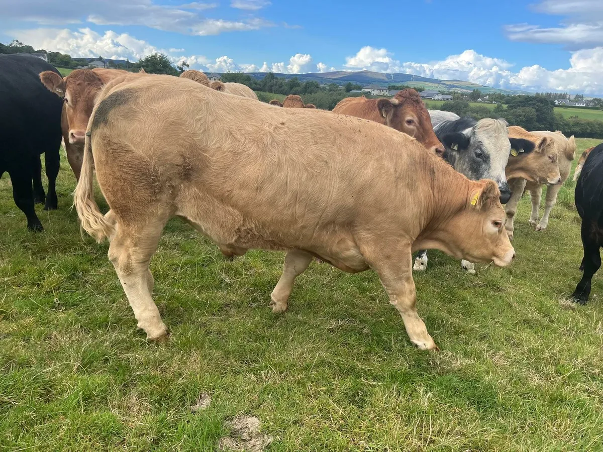 Bullocks Enniscorthy Mart Tuesday 9th September - Image 2