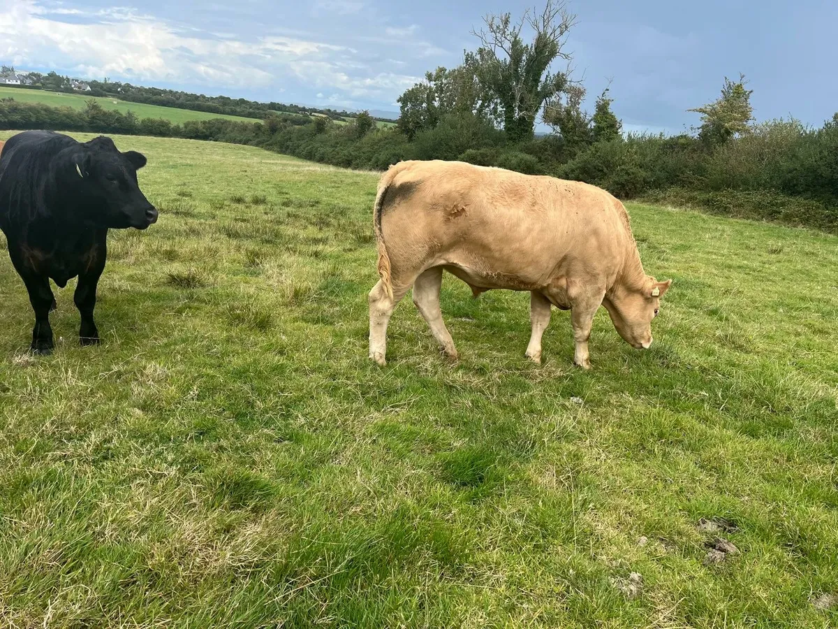 Bullocks Enniscorthy Mart Tuesday 9th September - Image 3
