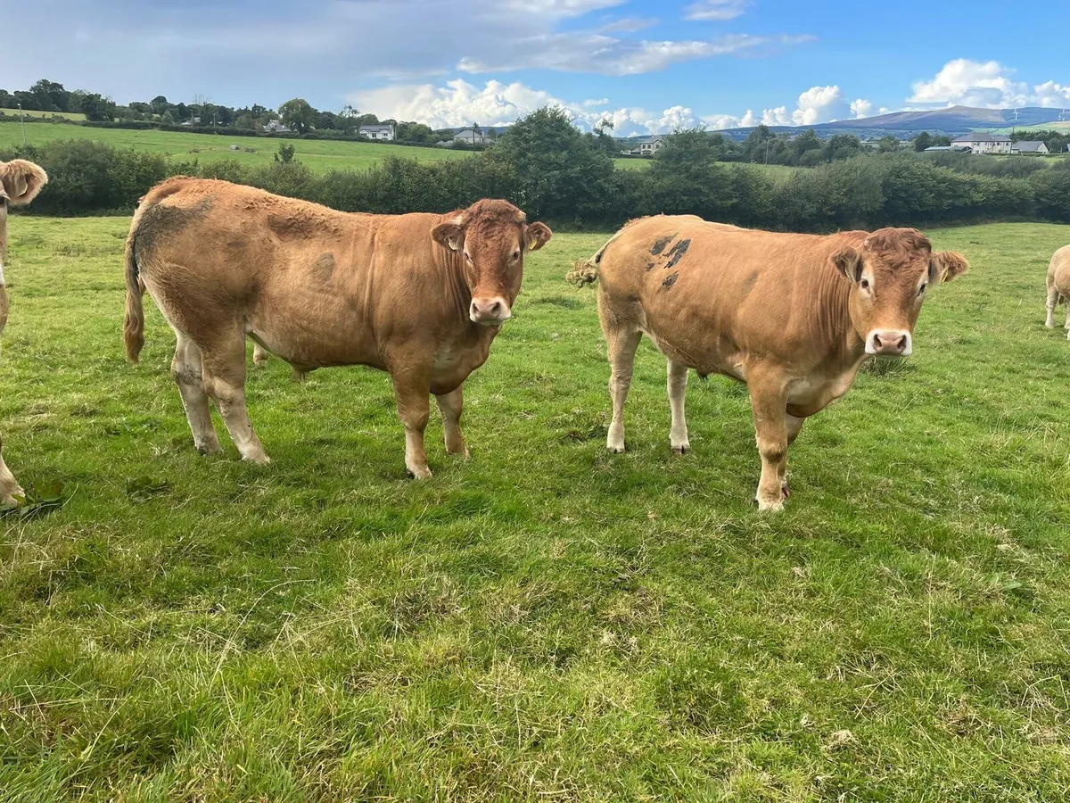 Bullocks Enniscorthy Mart Tuesday 9th September - Image 4