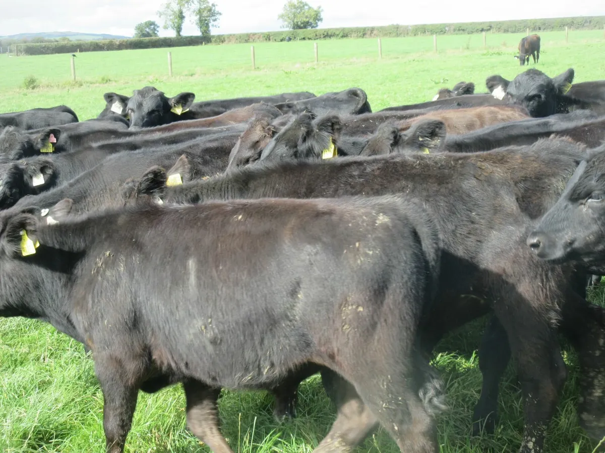 44 aberdeen angus bull weanlings - Image 2