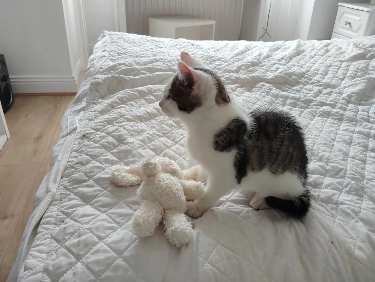 Cat - Image 1