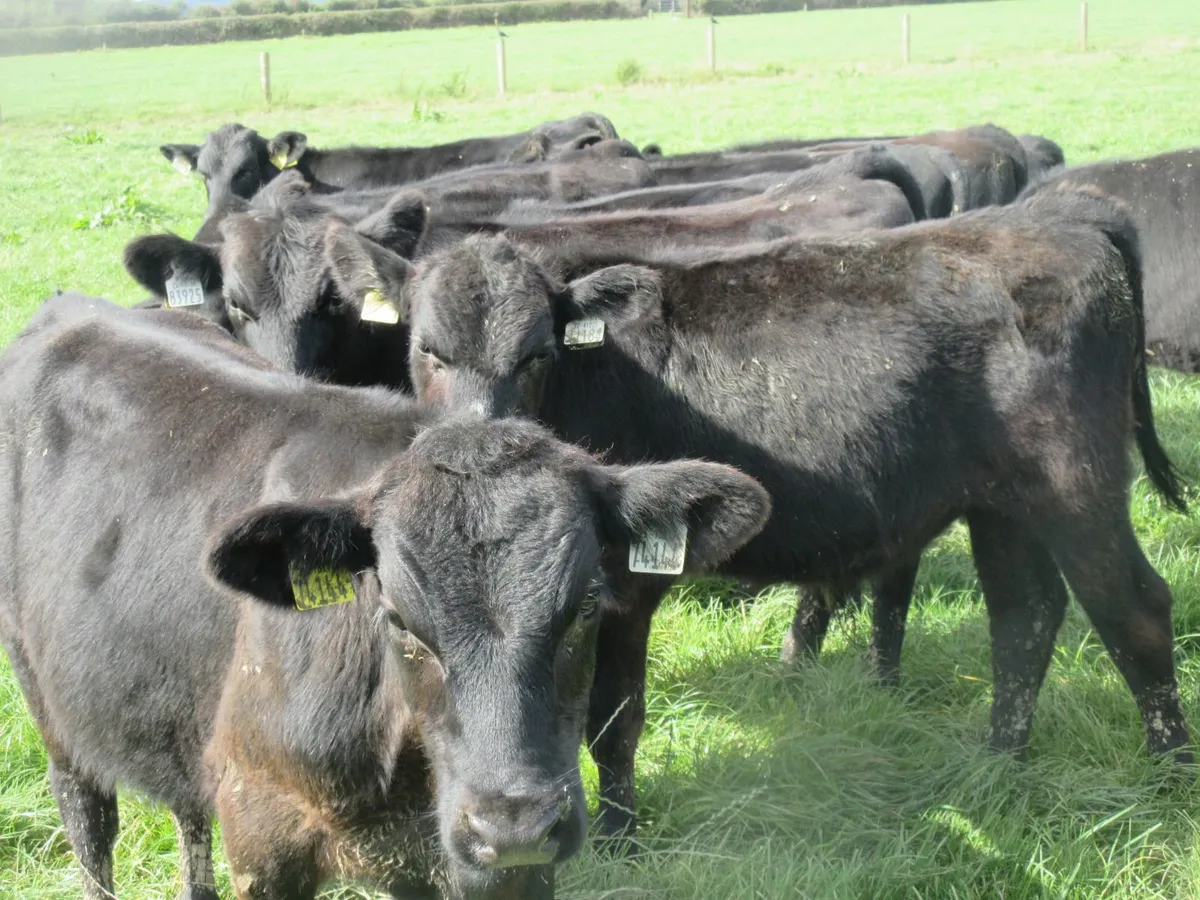 44 aberdeen angus bull weanlings - Image 1
