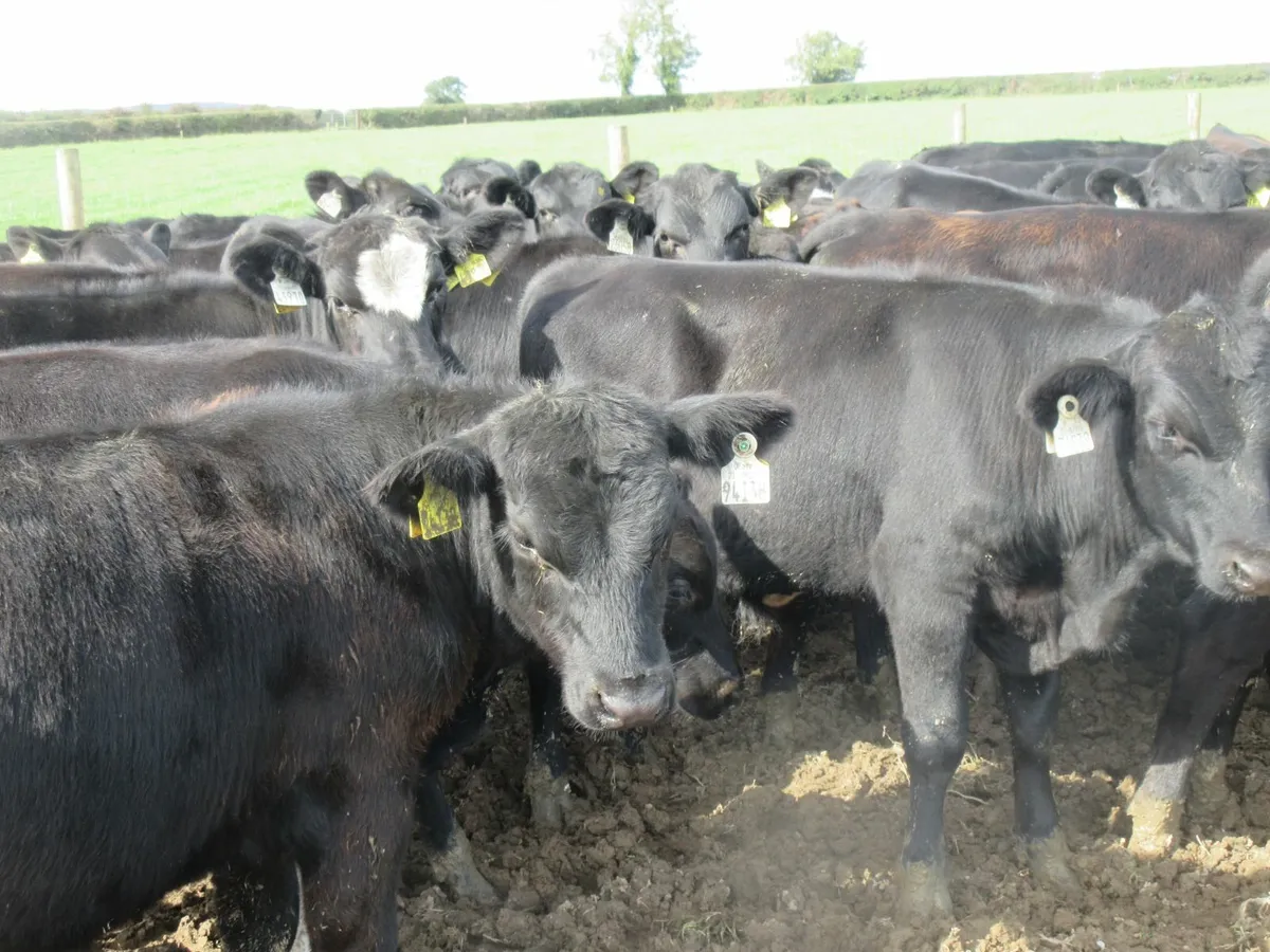 44 aberdeen angus bull weanlings - Image 4