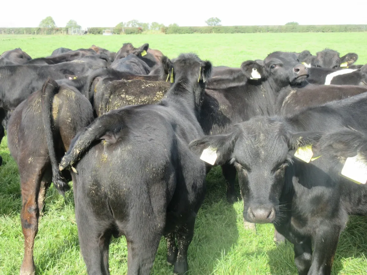 40 aberdeen angus bull weanlings - Image 2
