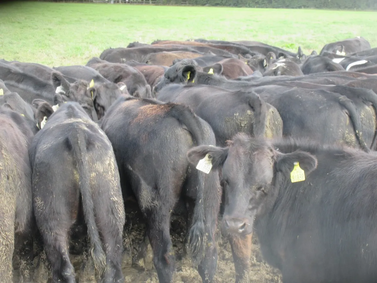 40 aberdeen angus bull weanlings - Image 3