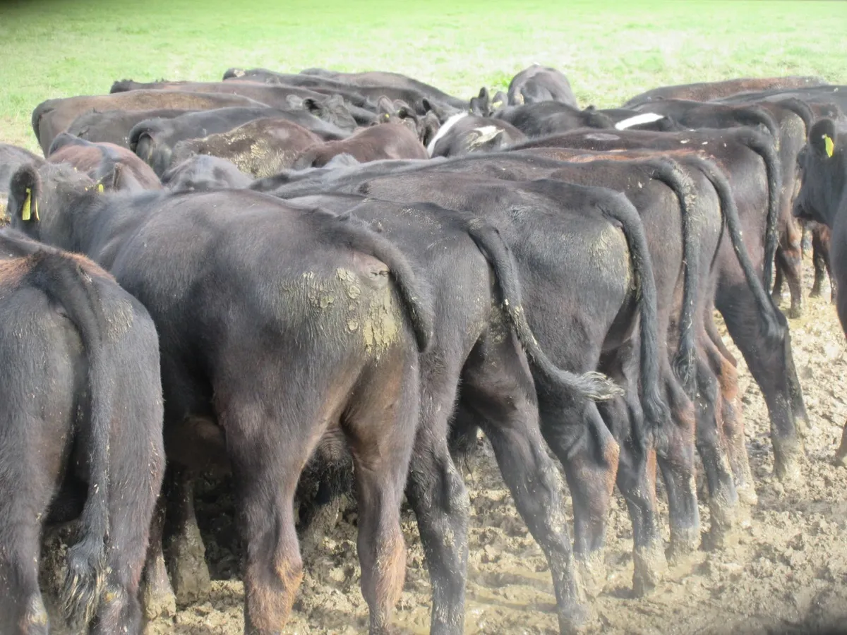 40 aberdeen angus bull weanlings - Image 4