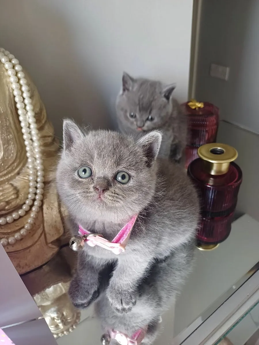 British Shorthair kittens - Image 2