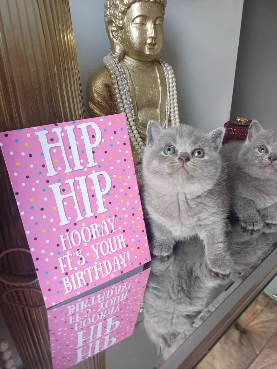 British Shorthair kittens - Image 3