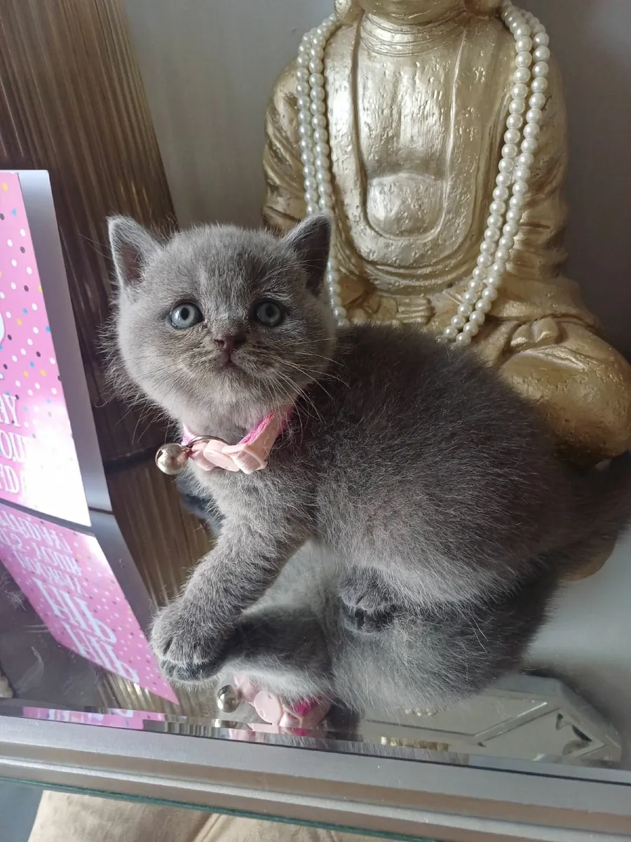 British Shorthair kittens - Image 4